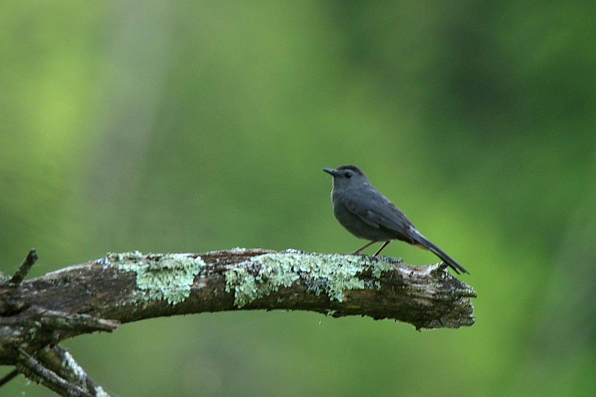 Gray Catbird - ML623748952