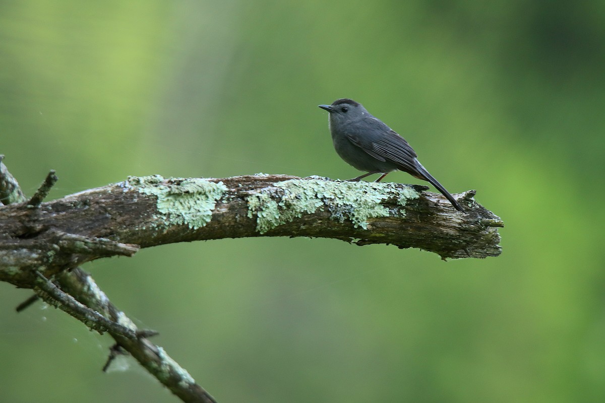 Gray Catbird - ML623748953