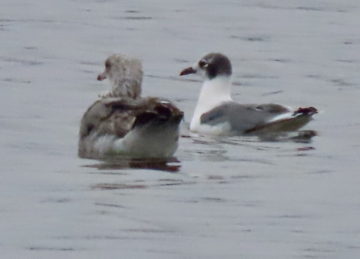 Franklin's Gull - ML623748966