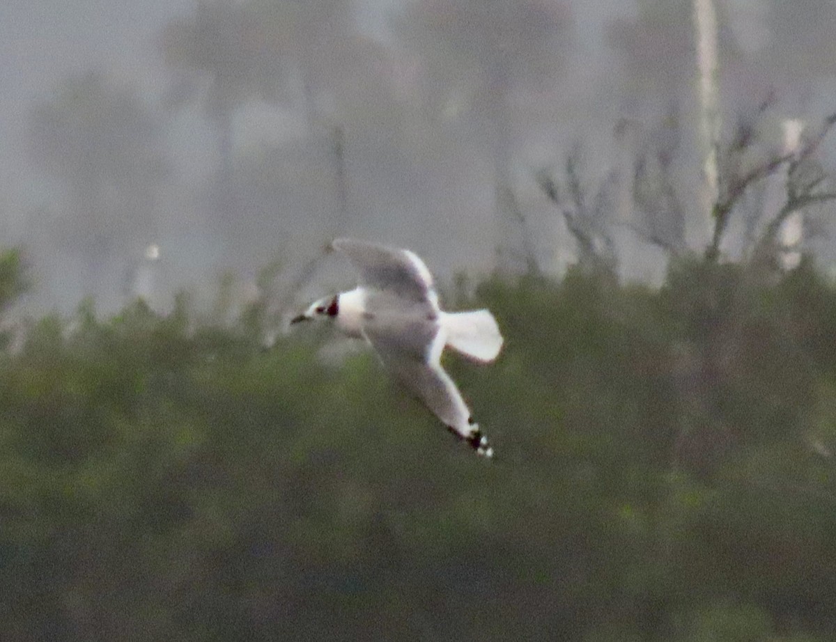 Franklin's Gull - ML623748967