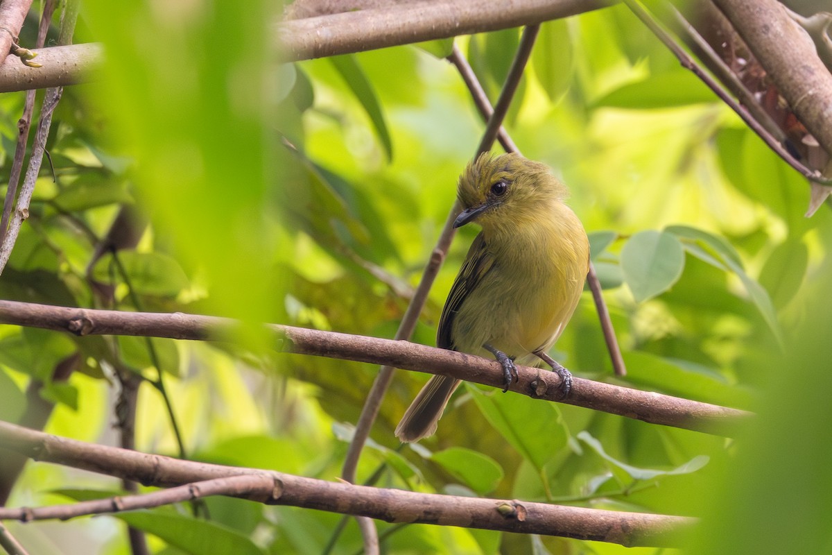 Olive-faced Flatbill - ML623748971