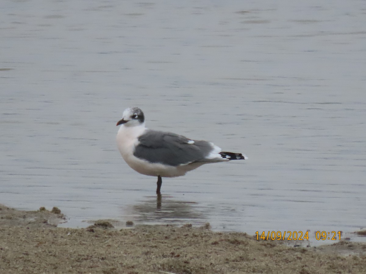 Franklin's Gull - ML623748974