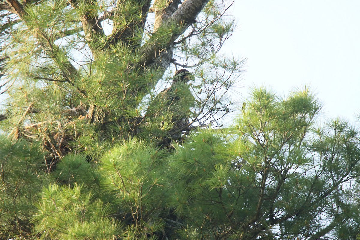 Bald Eagle - ML623748987