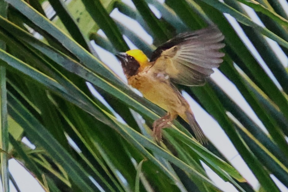 Baya Weaver - ML623748991