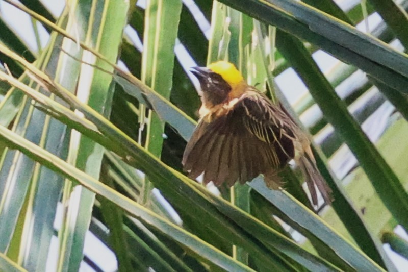 Baya Weaver - ML623748993