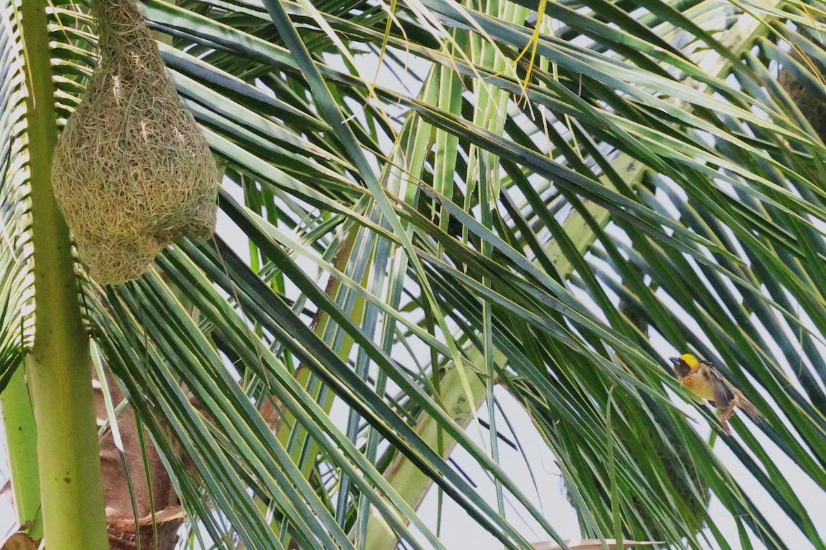 Baya Weaver - Mei-Luan Wang