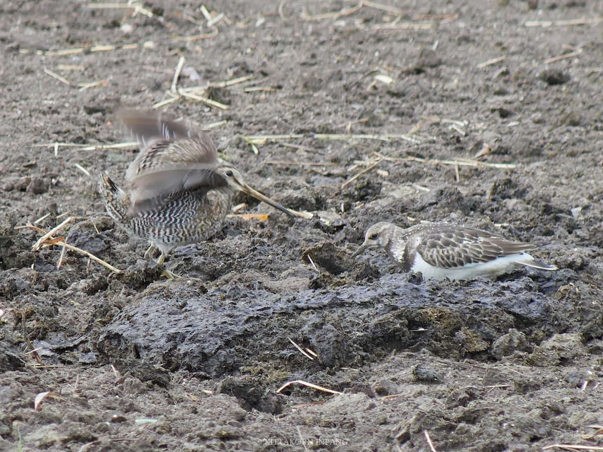 Pin-tailed Snipe - Kittakorn Inpang