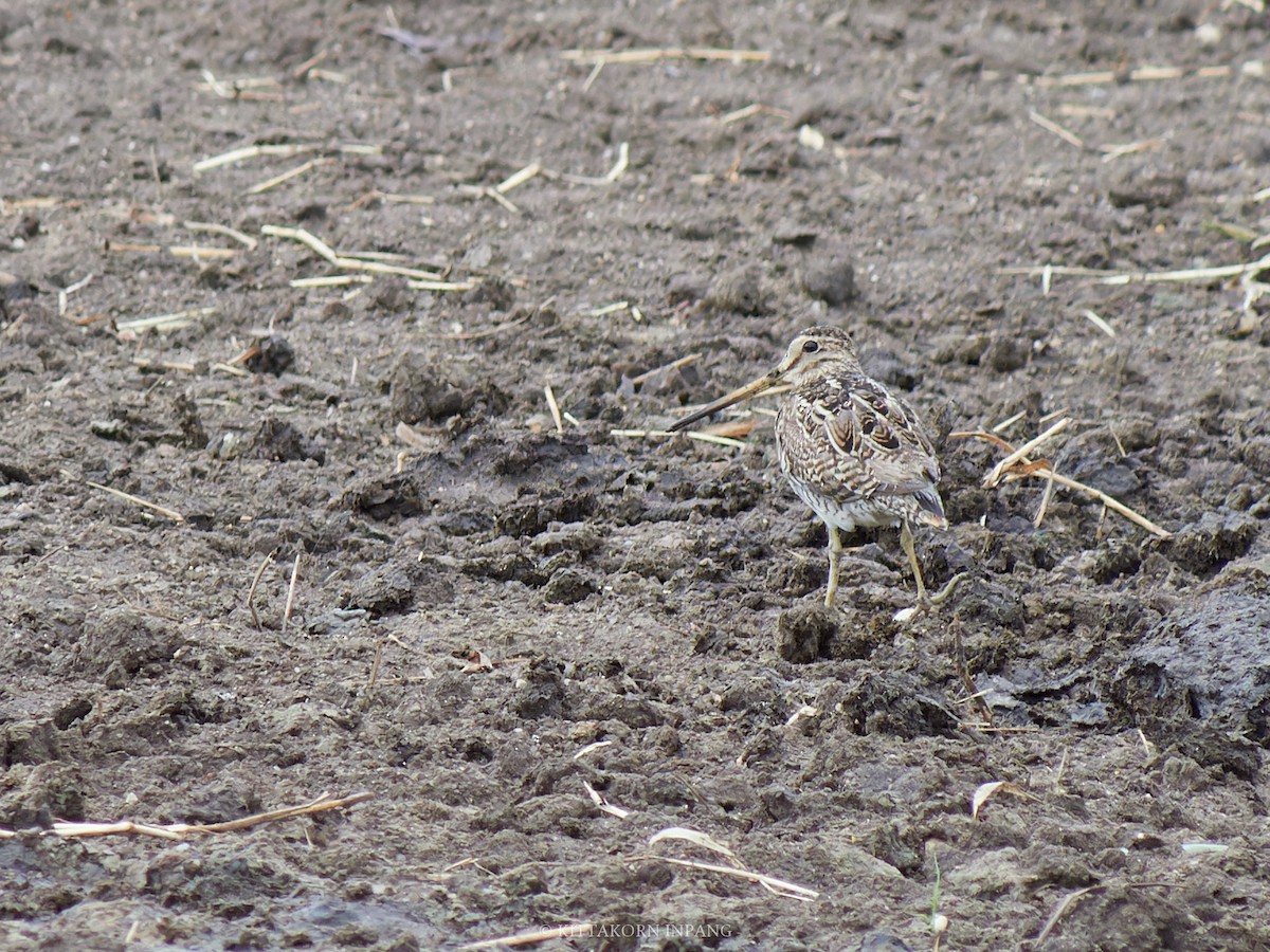 Pin-tailed Snipe - Kittakorn Inpang