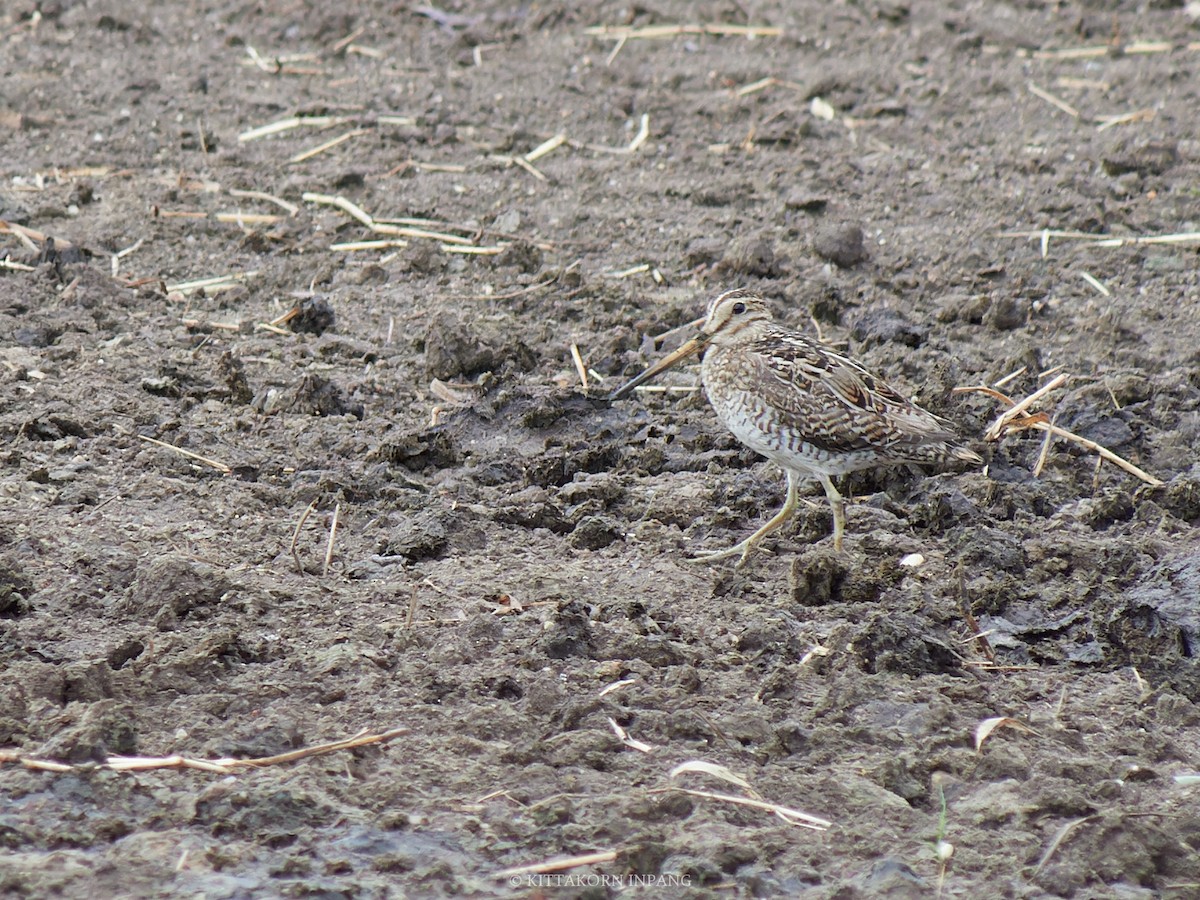 Азиатский бекас - ML623749017