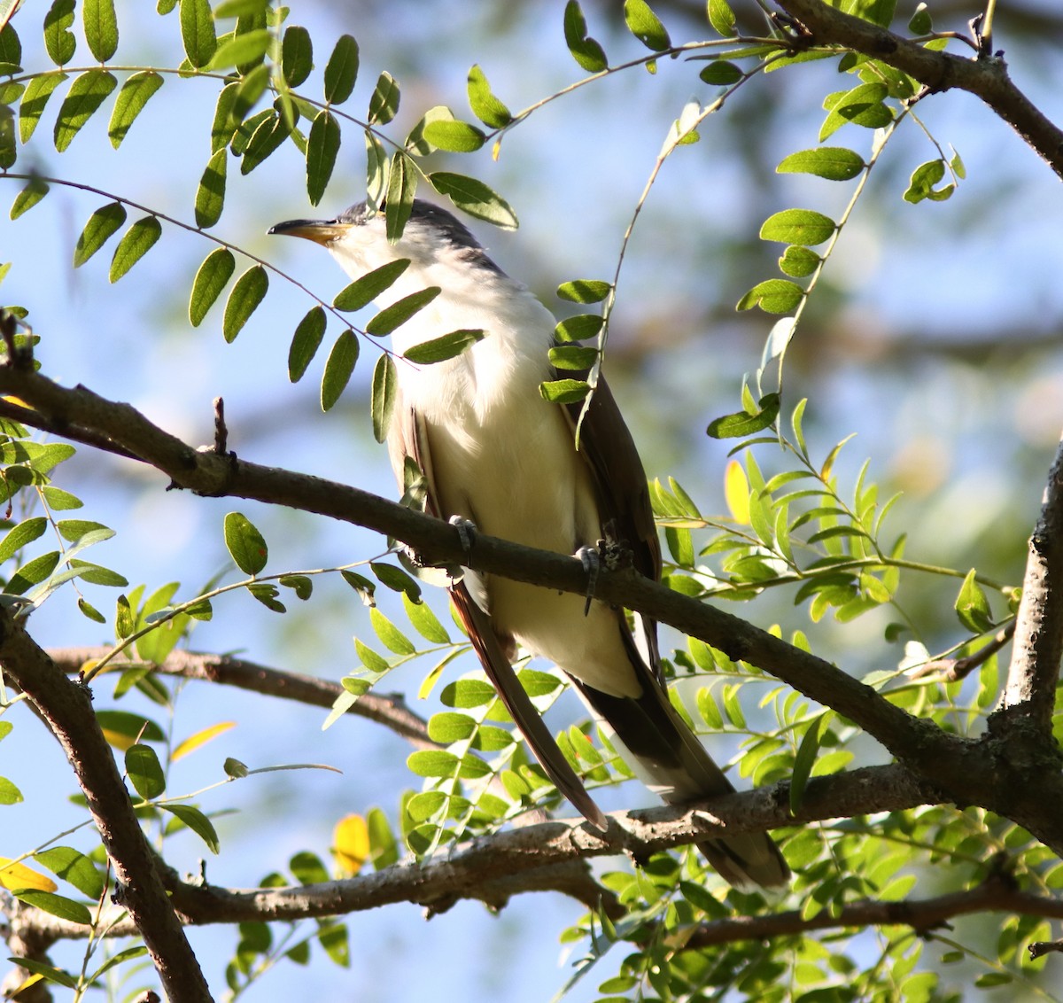 Yellow-billed Cuckoo - ML623749055