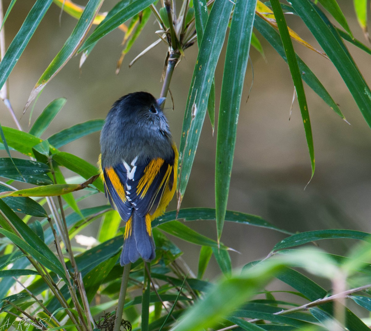 Golden-breasted Fulvetta - ML623749064