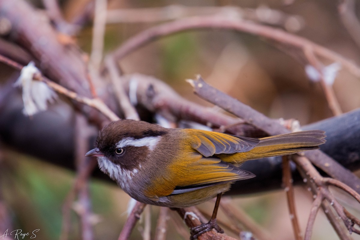 White-browed Fulvetta - ML623749084