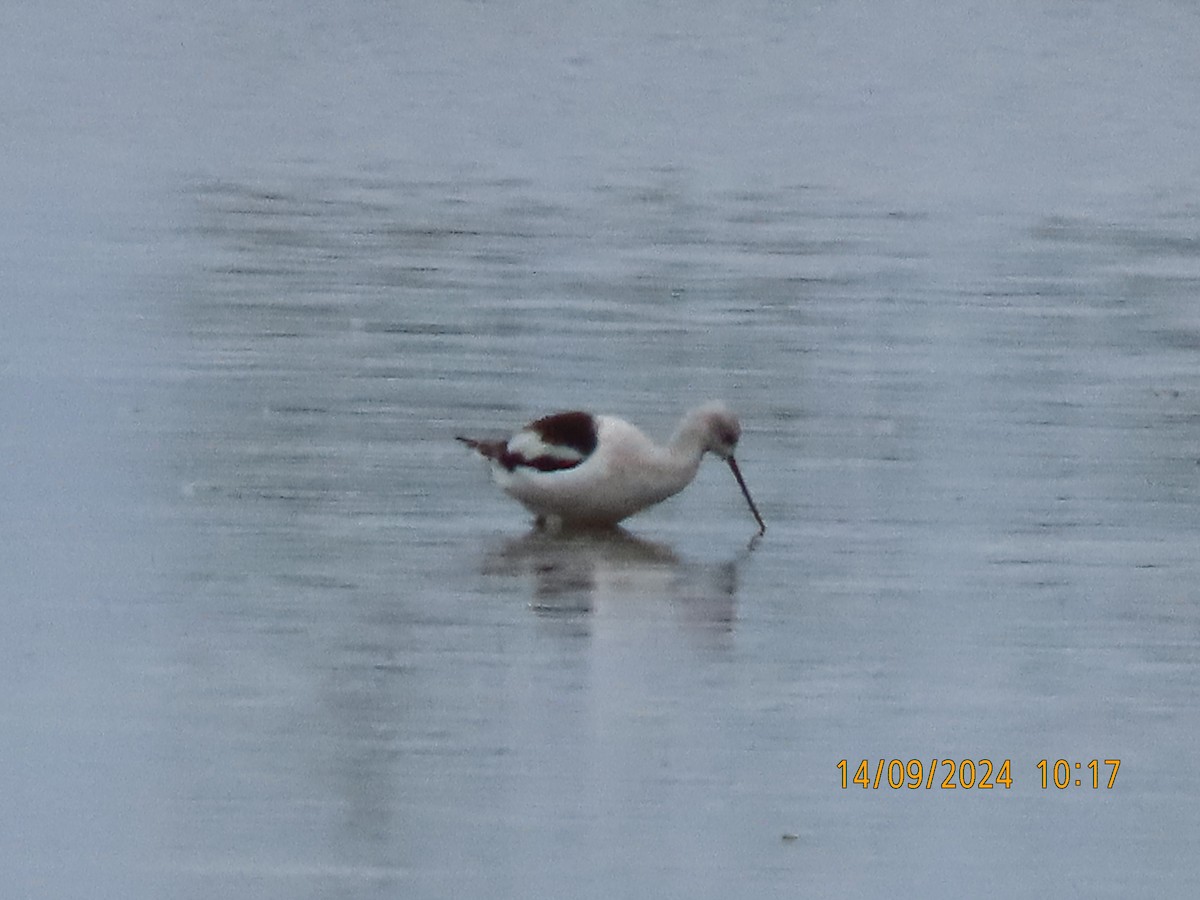 Avoceta Americana - ML623749105