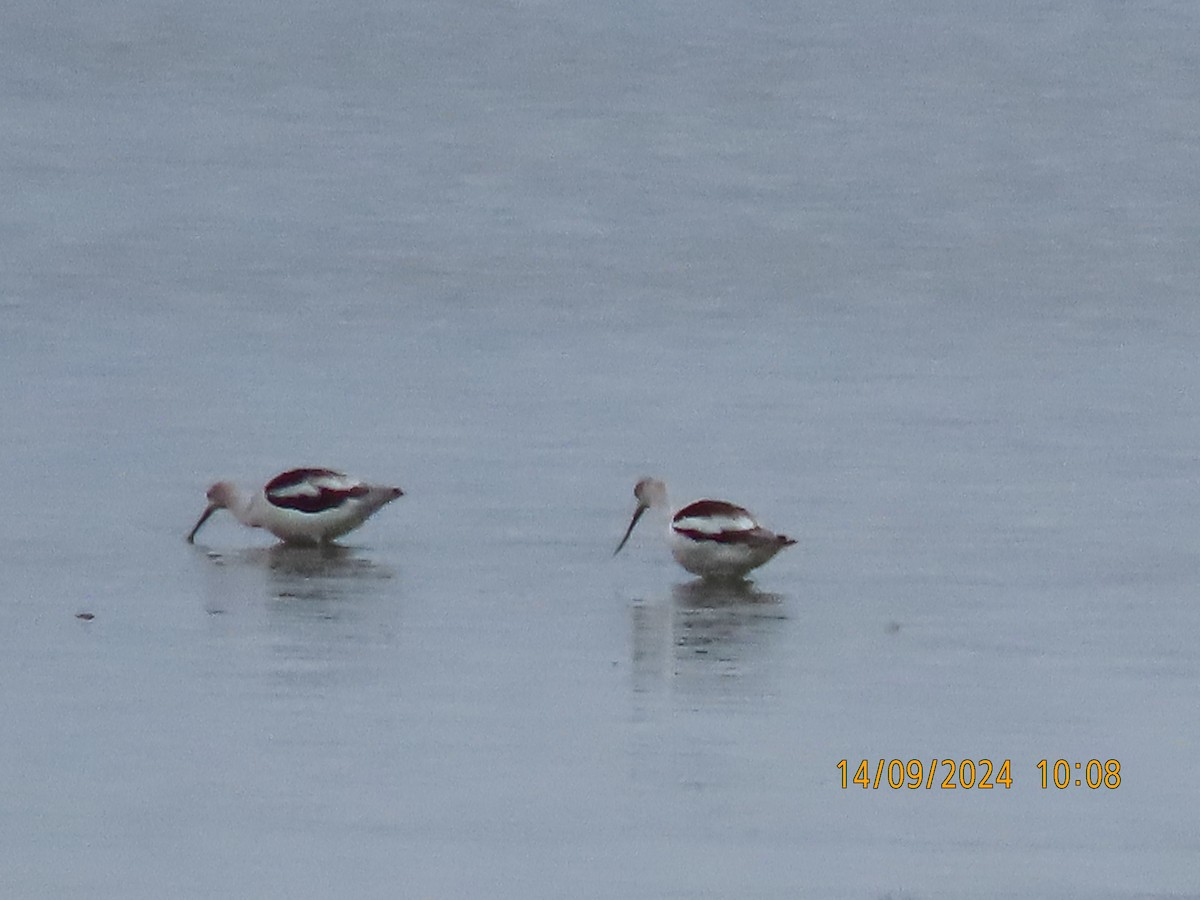 Avoceta Americana - ML623749107