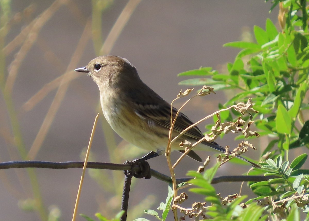 Yellow-rumped Warbler (Myrtle) - ML623749112