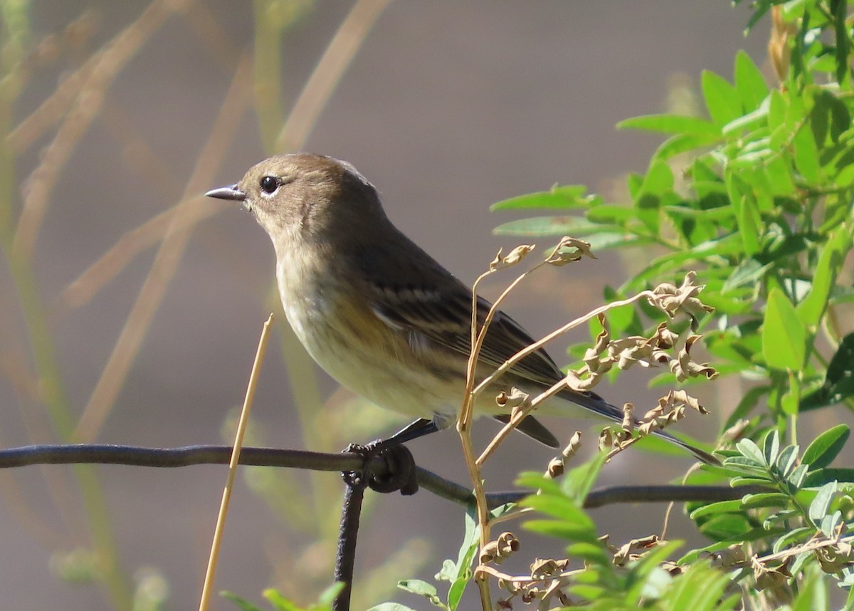 Reinita Coronada (coronata) - ML623749112