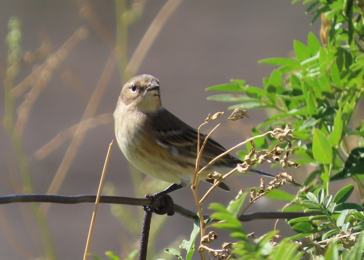 Reinita Coronada (coronata) - ML623749113