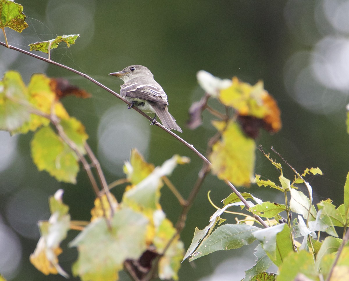 Eastern Wood-Pewee - ML623749117