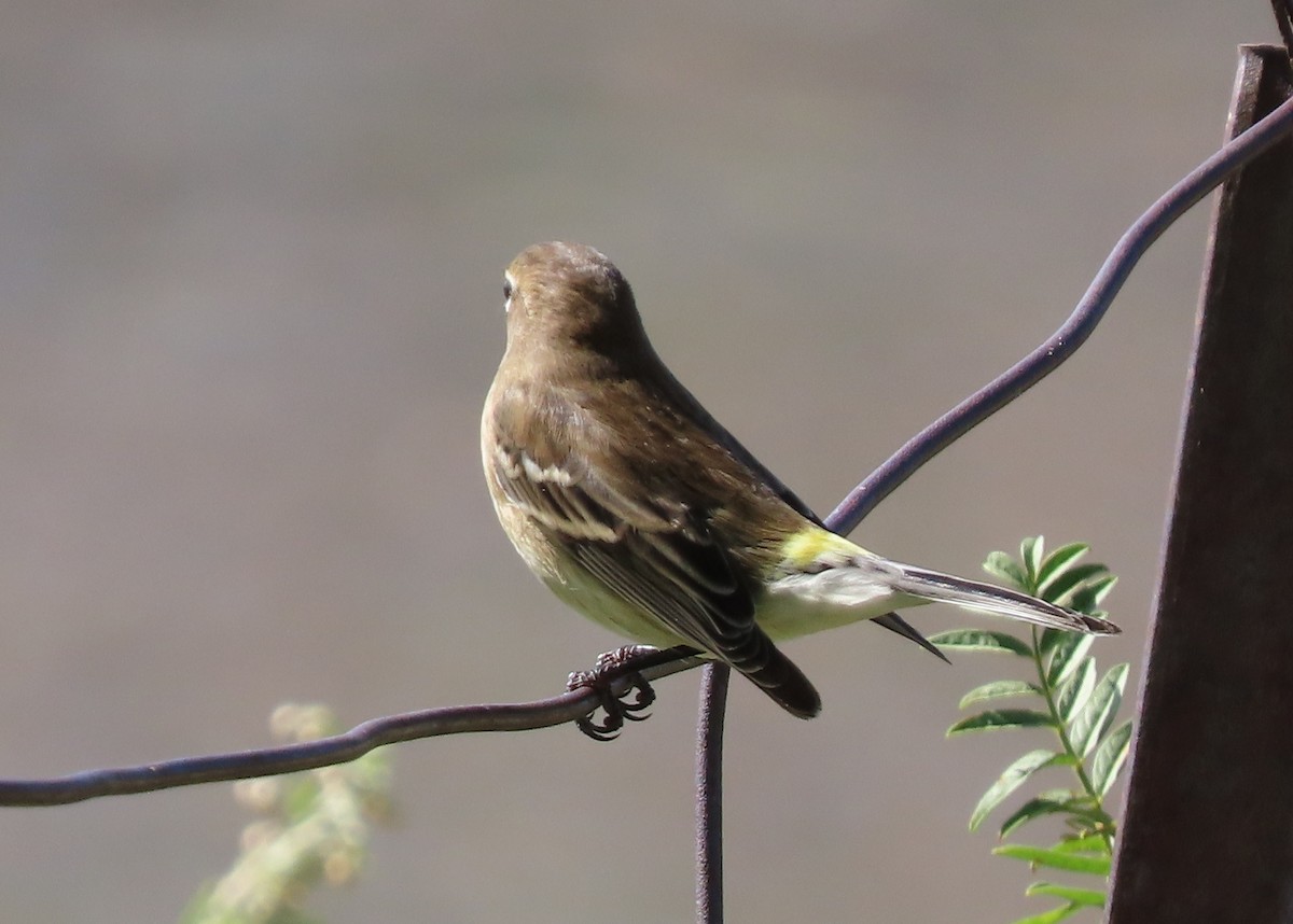 Yellow-rumped Warbler (Myrtle) - ML623749123