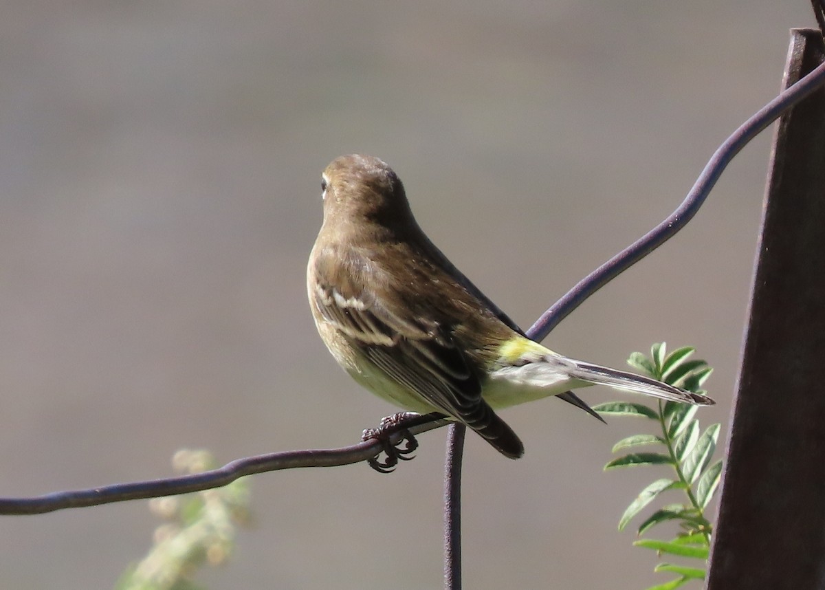 Reinita Coronada (coronata) - ML623749123