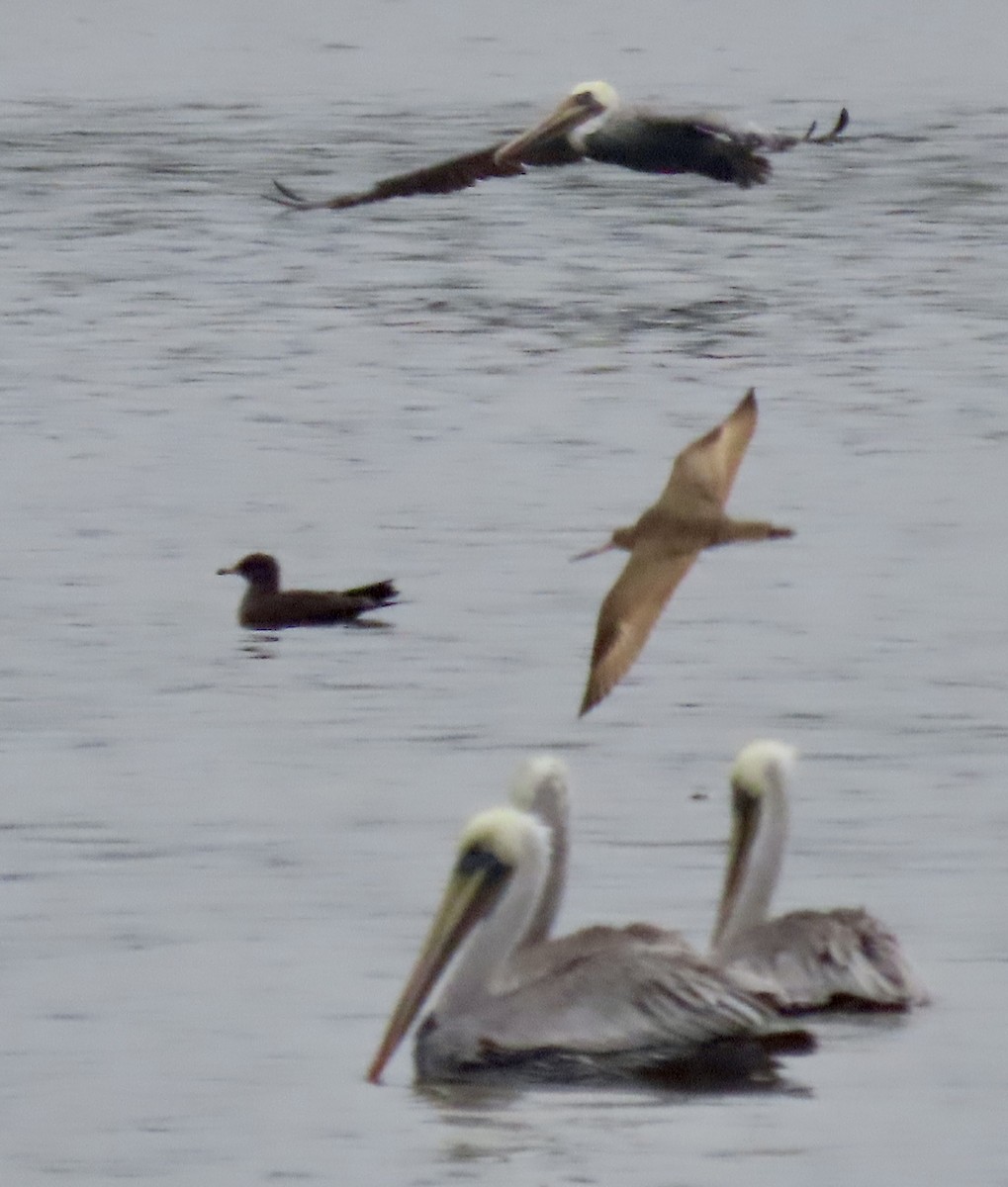 Marbled Godwit - ML623749124