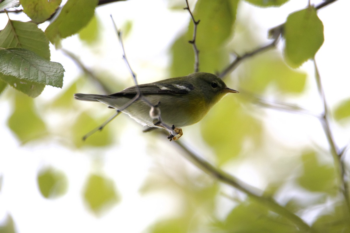 Northern Parula - ML623749127