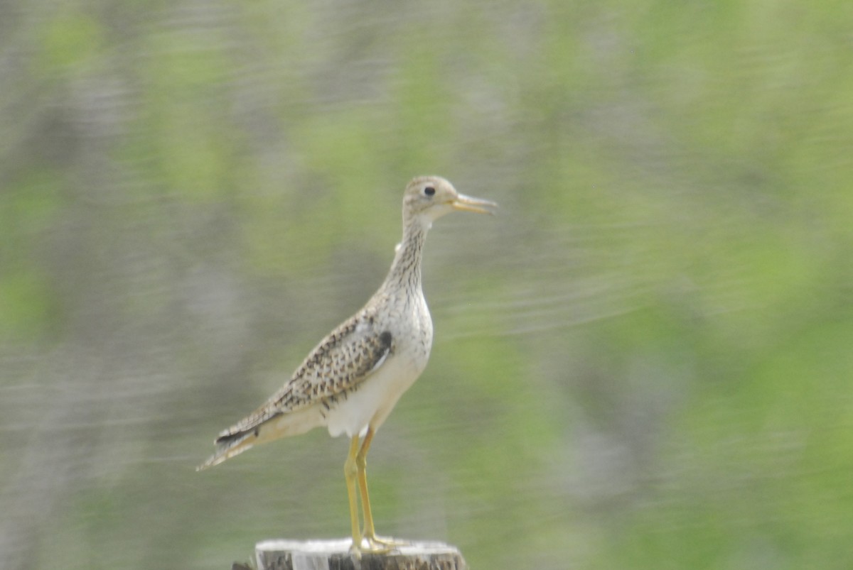 Upland Sandpiper - ML623749128