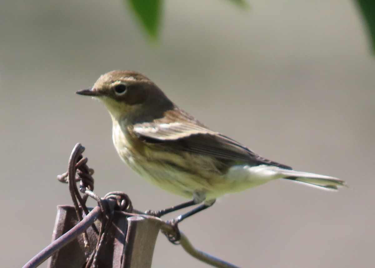 Yellow-rumped Warbler (Myrtle) - ML623749131