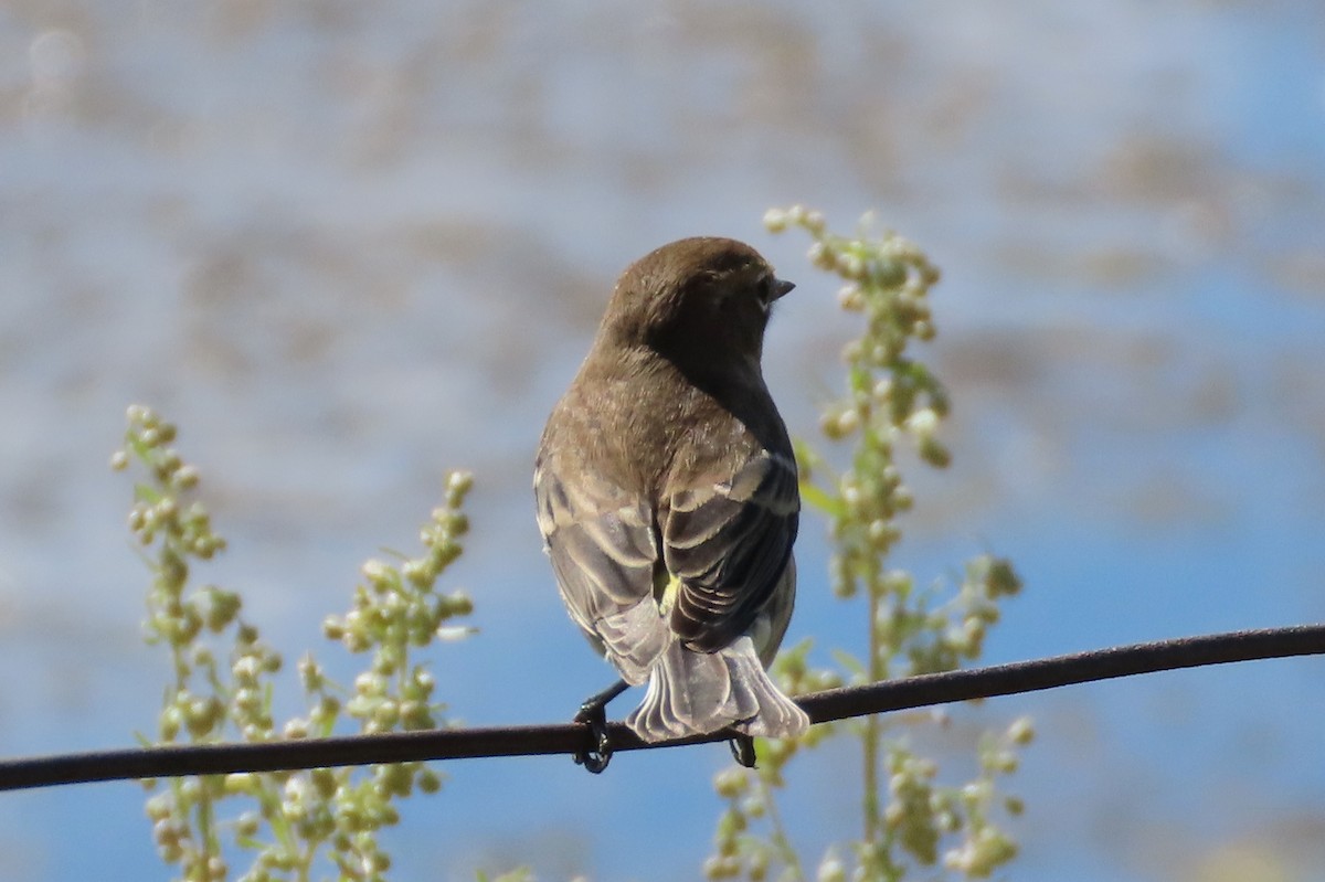 Reinita Coronada (coronata) - ML623749160