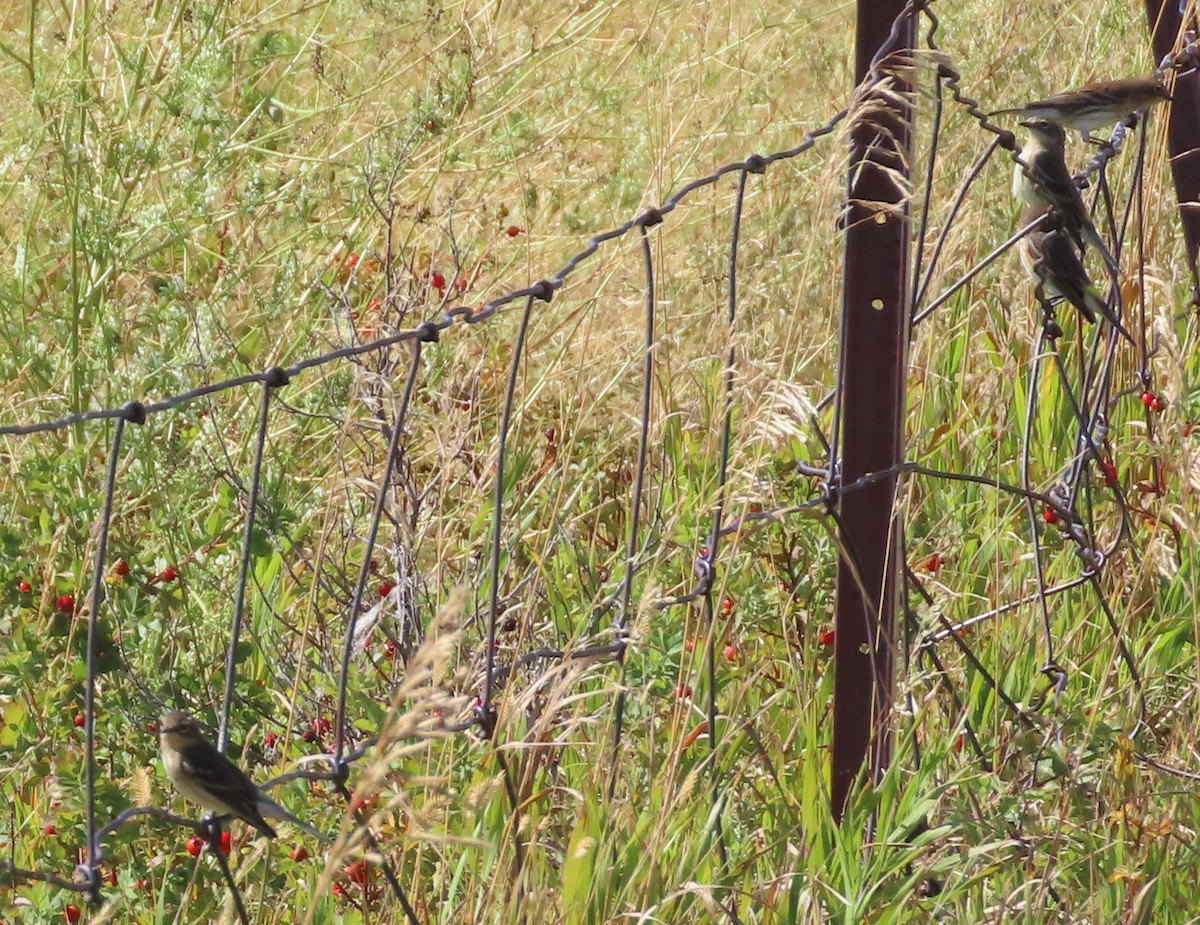 Yellow-rumped Warbler (Myrtle) - ML623749169
