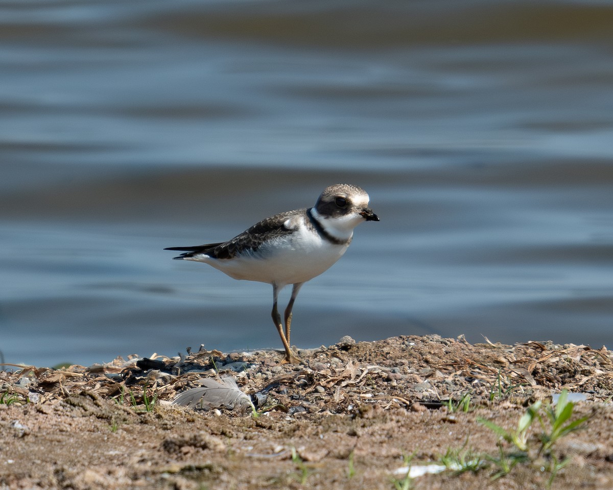 Semipalmated Plover - ML623749221