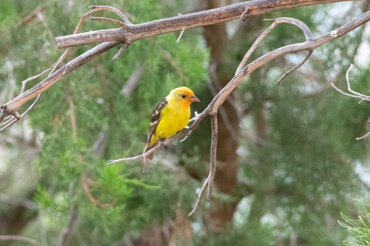 Western Tanager - ML623749232