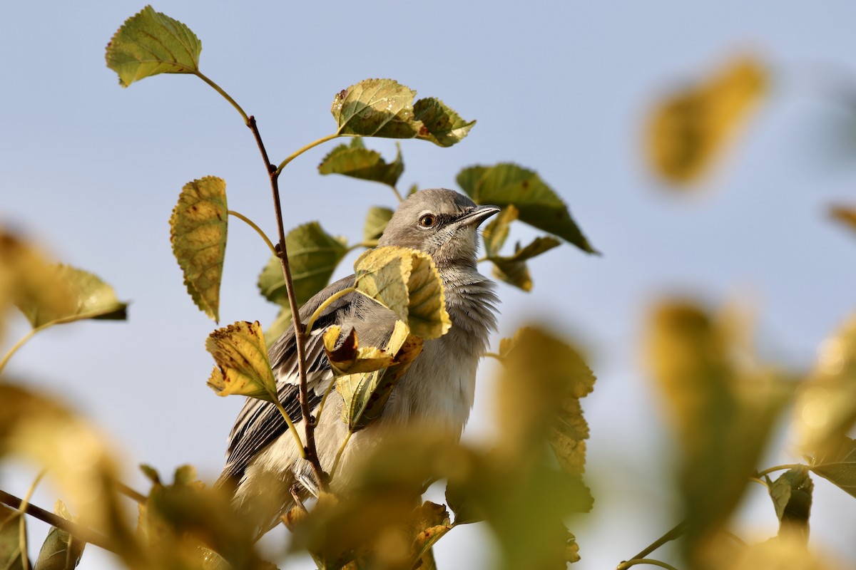 Northern Mockingbird - ML623749281