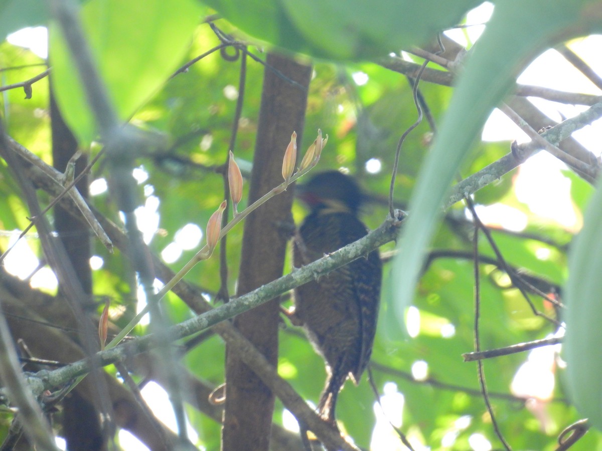 Buff-necked Woodpecker - ML623749284