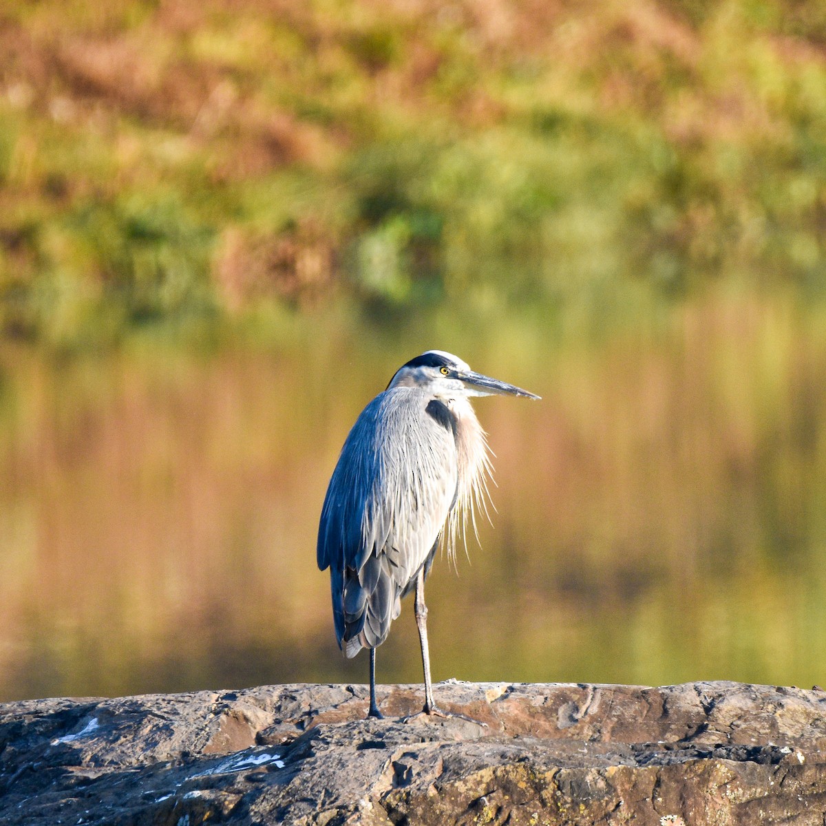 Great Blue Heron - ML623749285