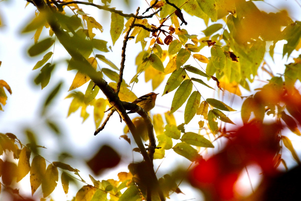 Blackburnian Warbler - ML623749286