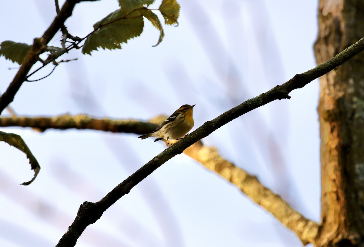 Blackburnian Warbler - ML623749287