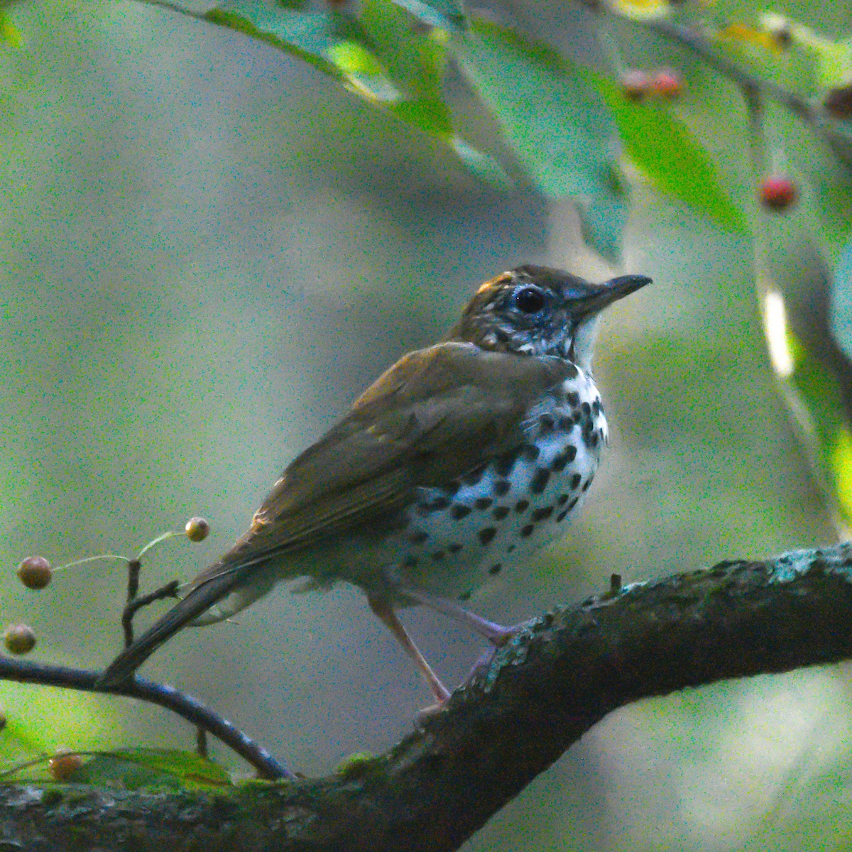 Wood Thrush - ML623749294