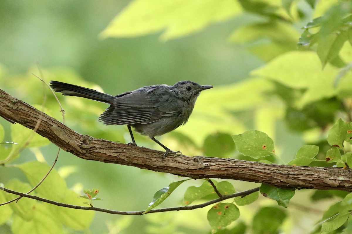 Gray Catbird - ML623749296