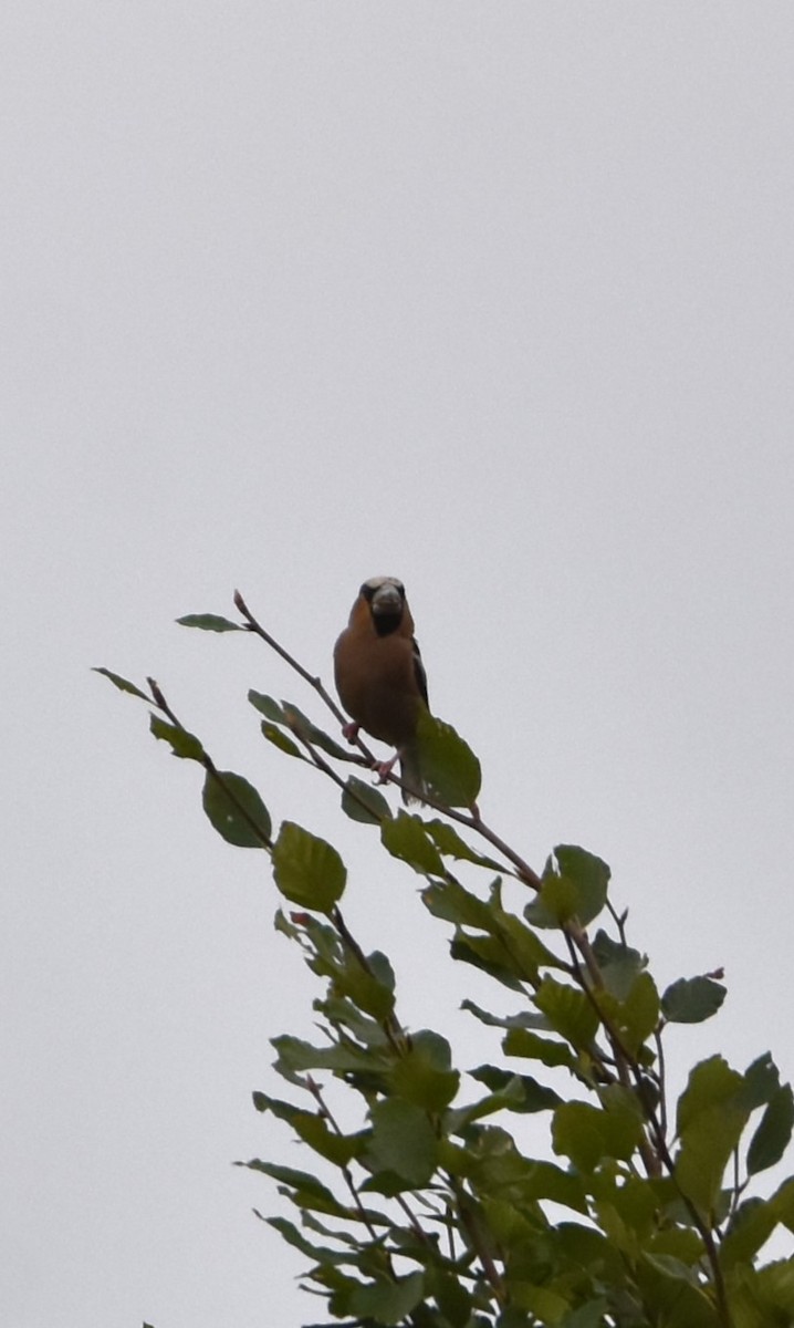 Hawfinch - Job De Bruycker