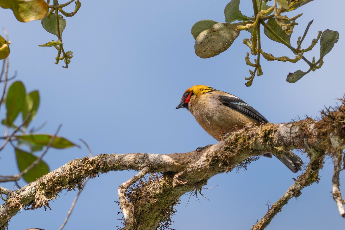 Flame-faced Tanager - ML623749337