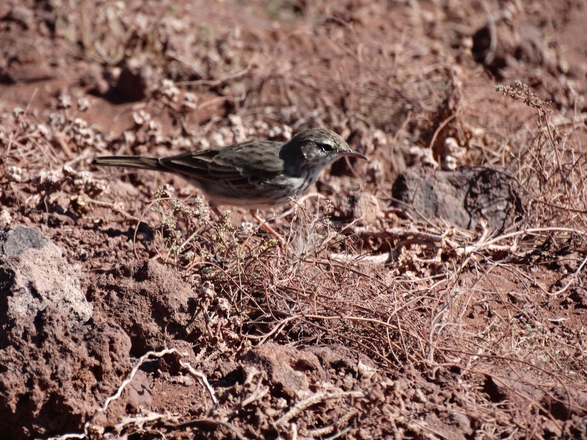 Berthelot's Pipit - ML623749379