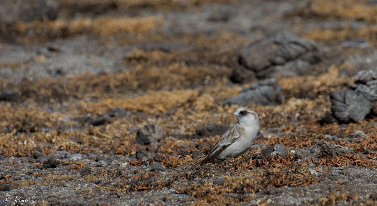 White-rumped Snowfinch - ML623749382