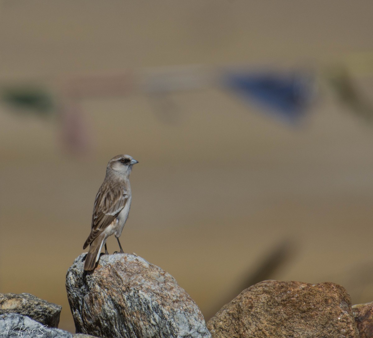 White-rumped Snowfinch - ML623749383