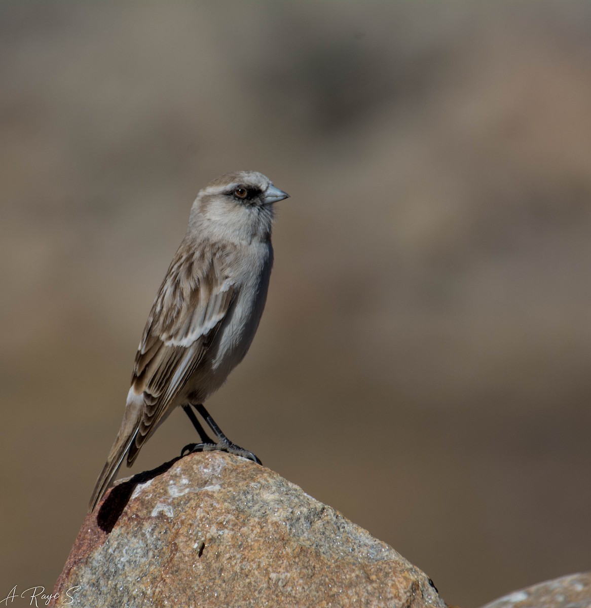 White-rumped Snowfinch - ML623749384