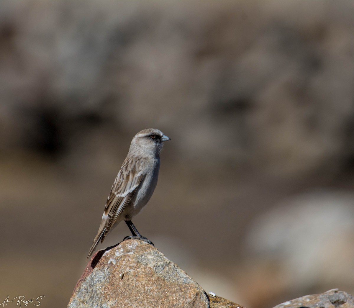 White-rumped Snowfinch - ML623749385