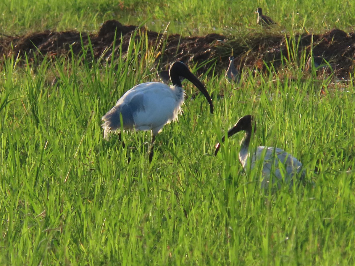 Black-headed Ibis - ML623749403