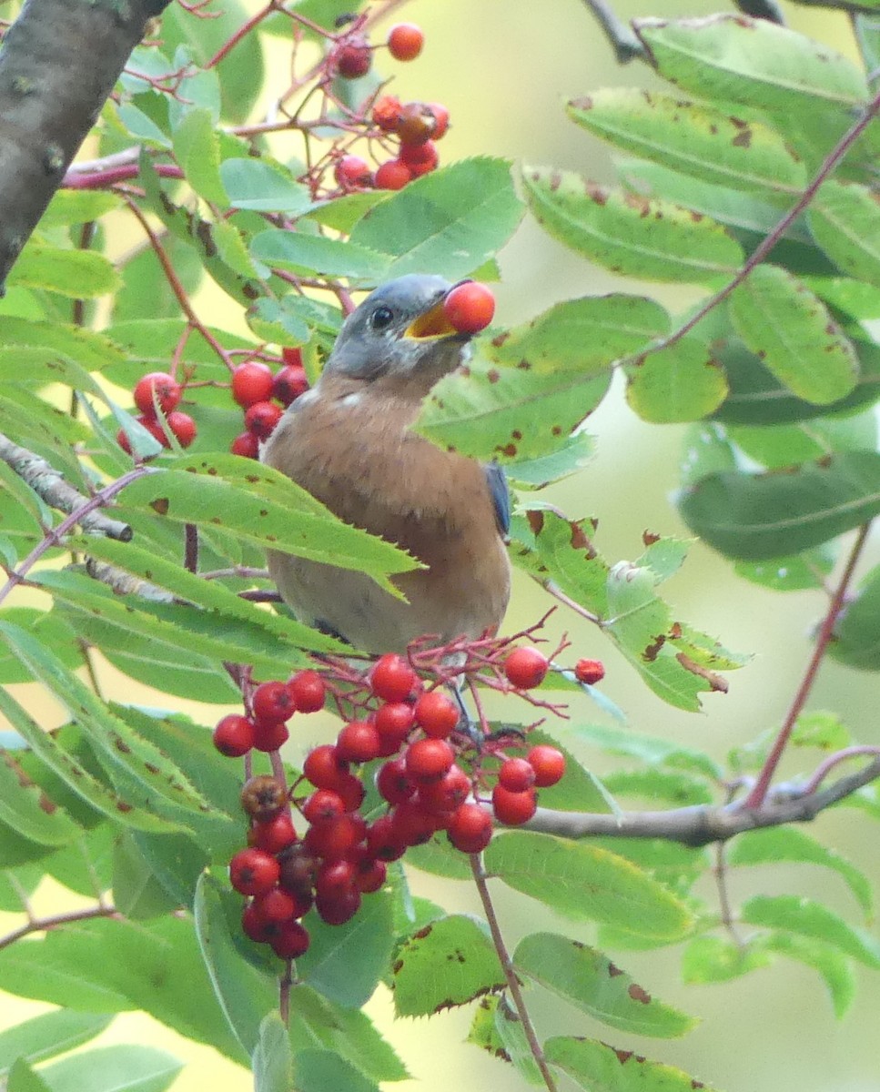 Eastern Bluebird - ML623749424