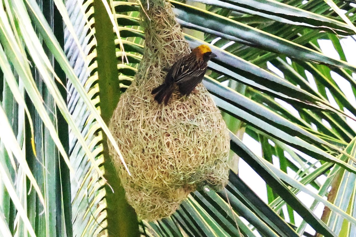 Baya Weaver - Mei-Luan Wang