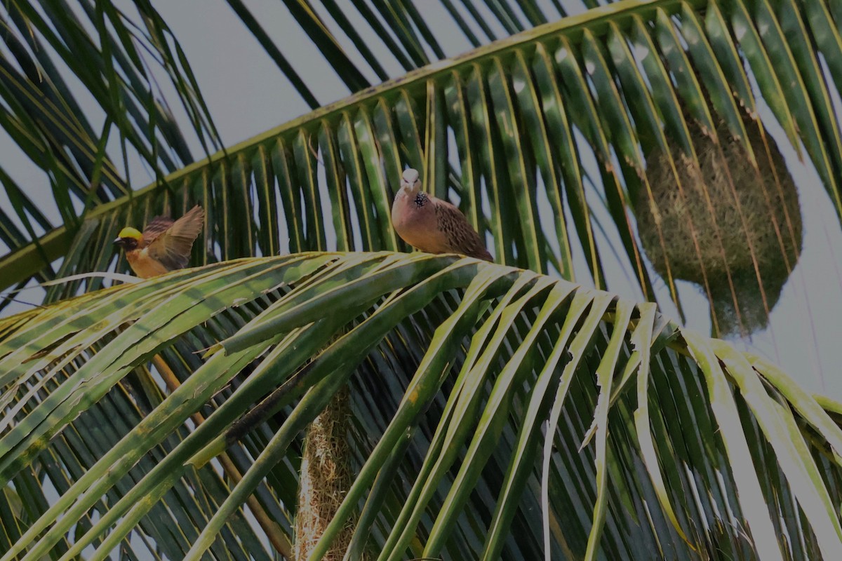 Baya Weaver - Mei-Luan Wang